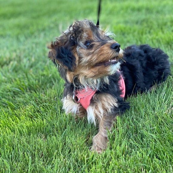 Meet your Posher, Elizabeth - Picture 1 of 1